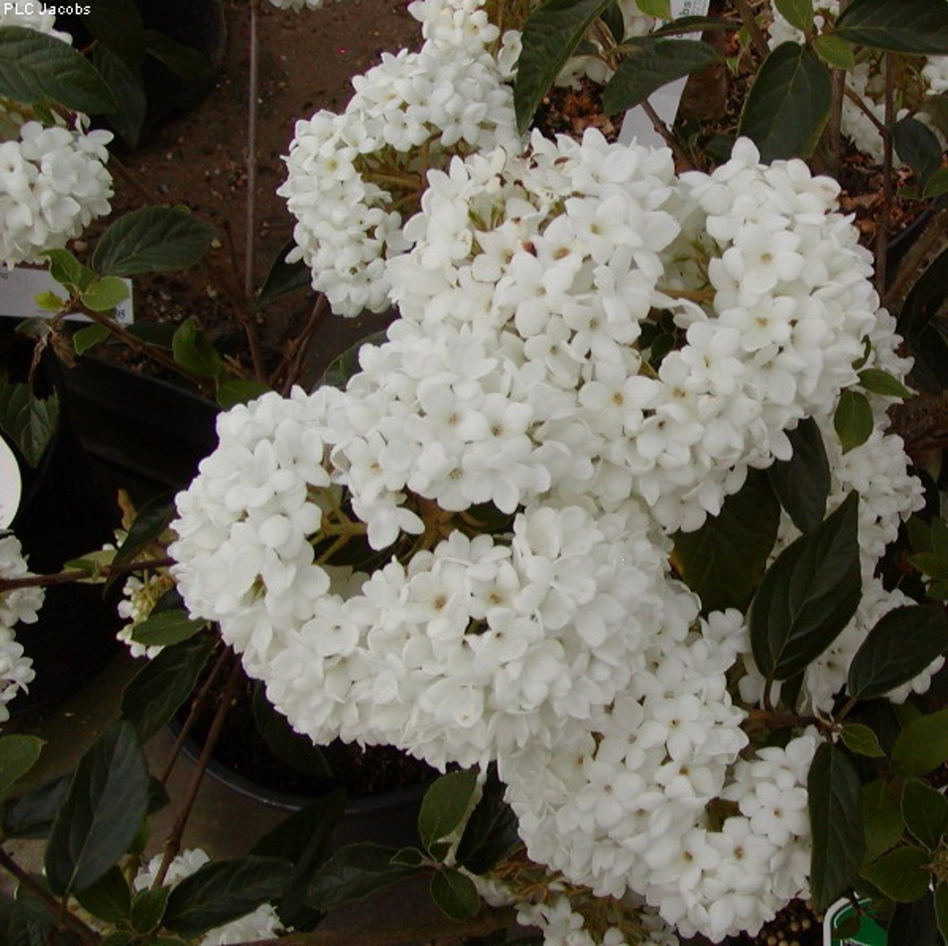 Hybridolvon – Viburnum 'Eskimo' - C15 6/8 180 CM Stem